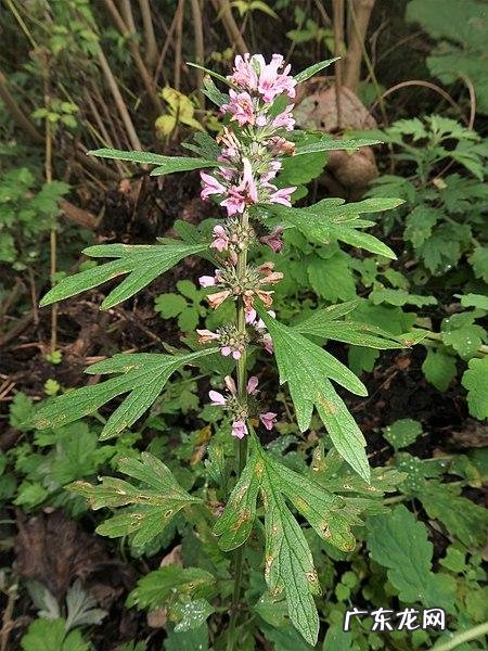 益母草有什么 益母草花期