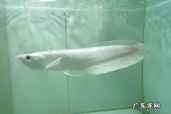 龙鱼风水功效 3条龙鱼风水