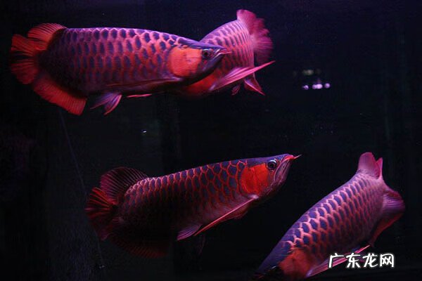 龙鱼风水功效 3条龙鱼风水