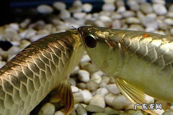 龙鱼风水功效 3条龙鱼风水