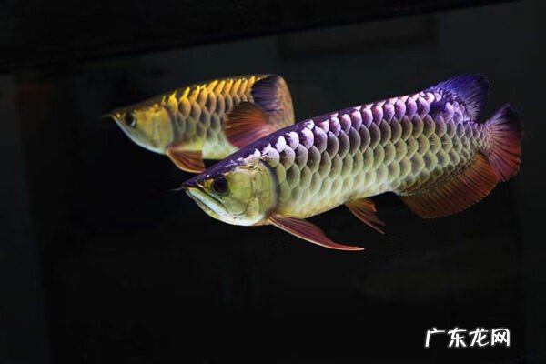 龙鱼风水功效 3条龙鱼风水