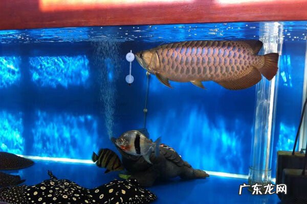 龙鱼风水功效 3条龙鱼风水