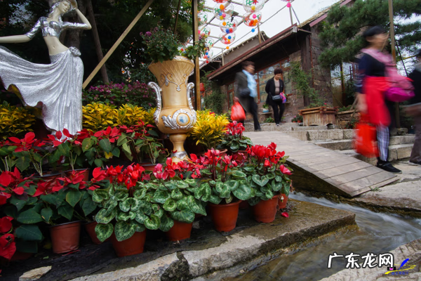荀子 植物 荀子盆景风水