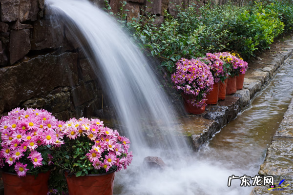 荀子 植物 荀子盆景风水