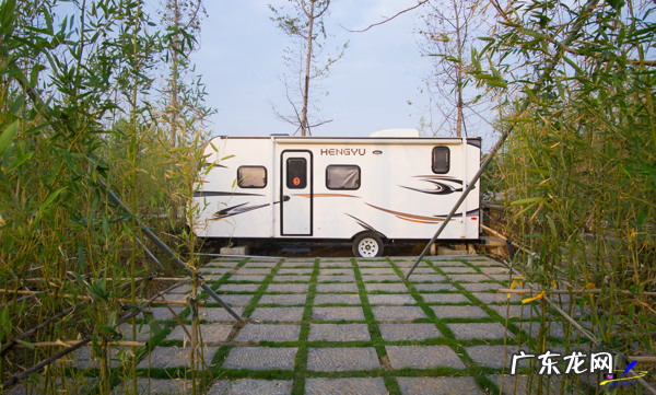 荀子 植物 荀子盆景风水