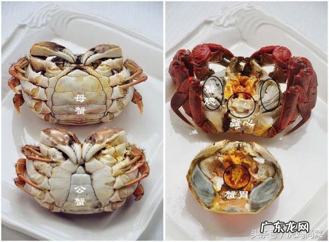 蒸螃蟹需要蒸多长时间最好 蟹 蒸多长时间