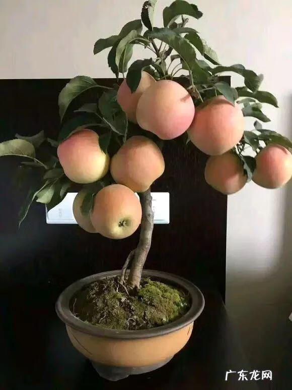 柿子树与家庭风水 柿子柠檬树风水