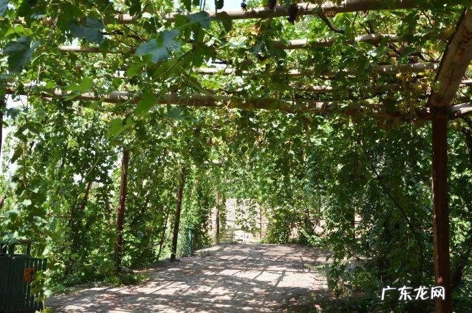 柿子树与家庭风水 柿子柠檬树风水