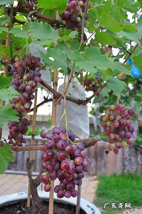 柿子树与家庭风水 柿子柠檬树风水