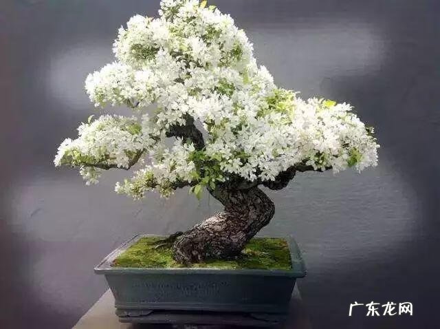 柿子树与家庭风水 柿子柠檬树风水
