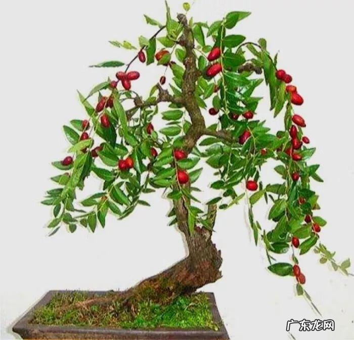 柿子树与家庭风水 柿子柠檬树风水