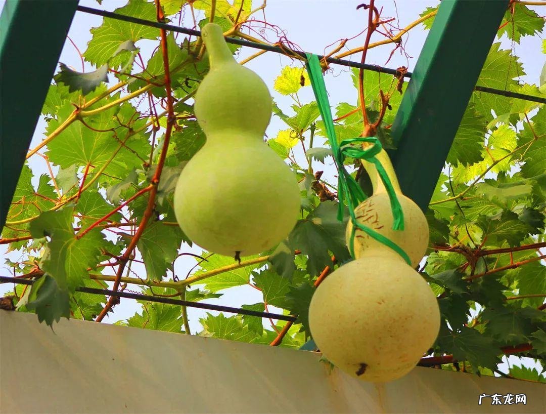 柿子树与家庭风水 柿子柠檬树风水