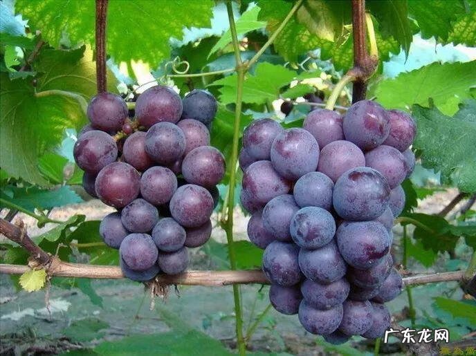 柿子树与家庭风水 柿子柠檬树风水