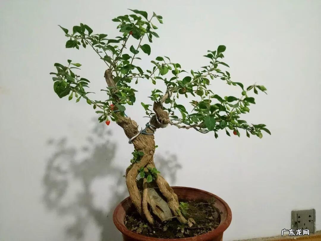 柿子树与家庭风水 柿子柠檬树风水