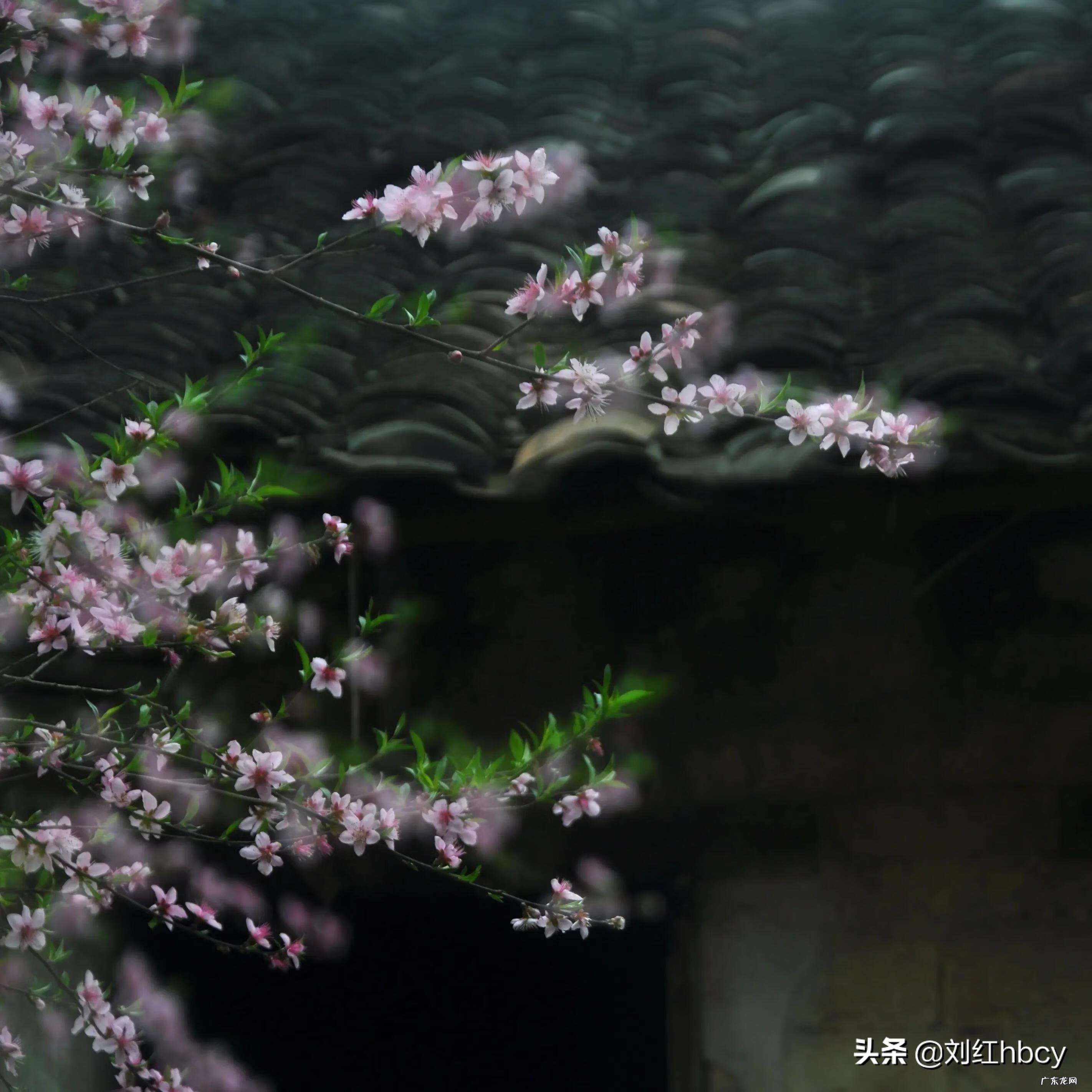 碘伏撒地上怎么去除 看风水先生撒的是碘伏水吗