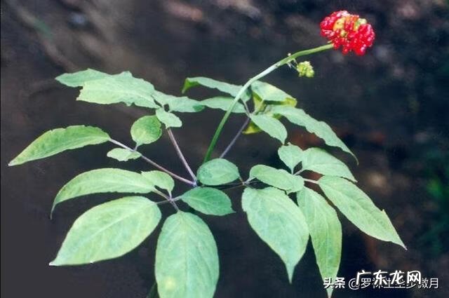 关于小草的作文 小草作文600字