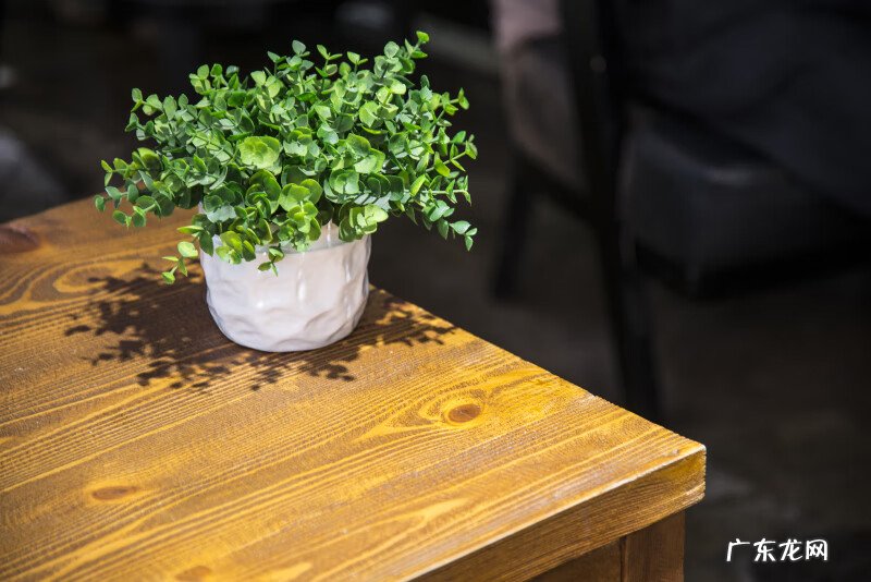 富贵竹一般都养多少只为好 风水学富贵竹养几支最好