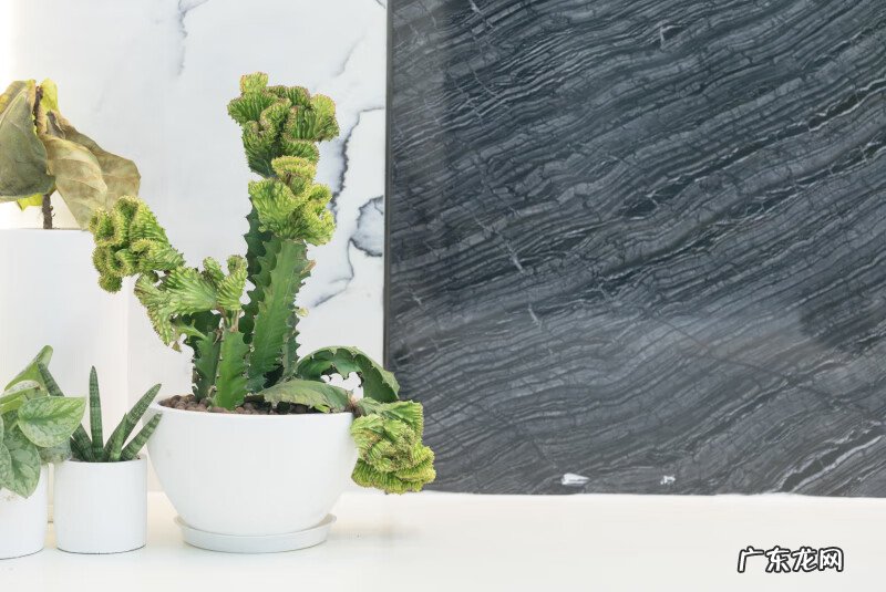 富贵竹一般都养多少只为好 风水学富贵竹养几支最好