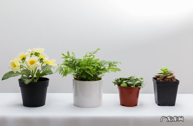 富贵竹一般都养多少只为好 风水学富贵竹养几支最好