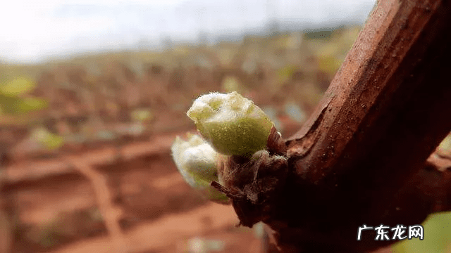 春风发动机漏油 春风水泵漏水