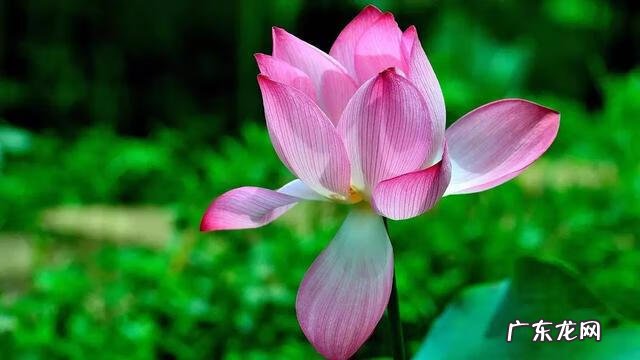 形容描写夏天的诗句 描写夏天的诗词有哪些