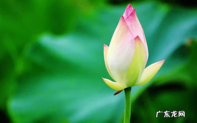 形容描写夏天的诗句 描写夏天的诗词有哪些