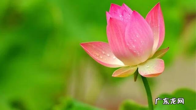 形容描写夏天的诗句 描写夏天的诗词有哪些