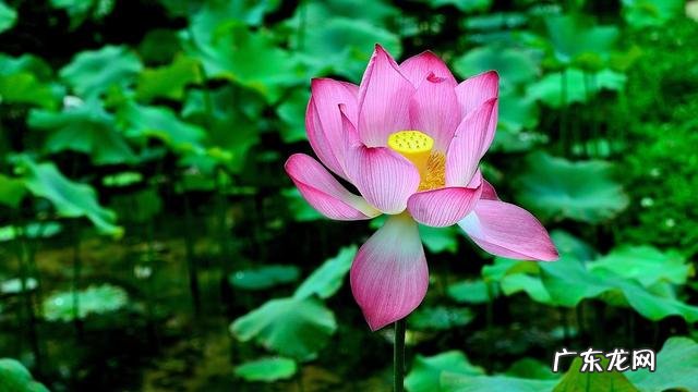 形容描写夏天的诗句 描写夏天的诗词有哪些