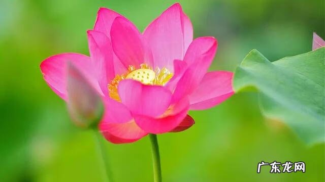 形容描写夏天的诗句 描写夏天的诗词有哪些