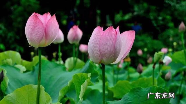 形容描写夏天的诗句 描写夏天的诗词有哪些