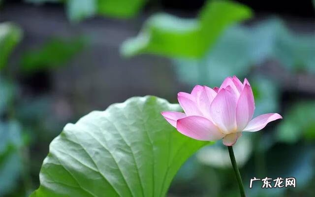 形容描写夏天的诗句 描写夏天的诗词有哪些