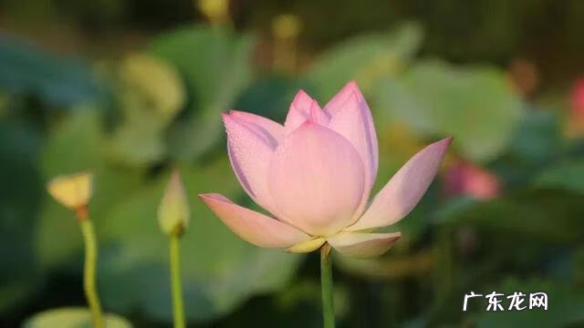 形容描写夏天的诗句 描写夏天的诗词有哪些