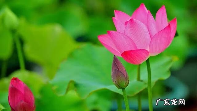 形容描写夏天的诗句 描写夏天的诗词有哪些