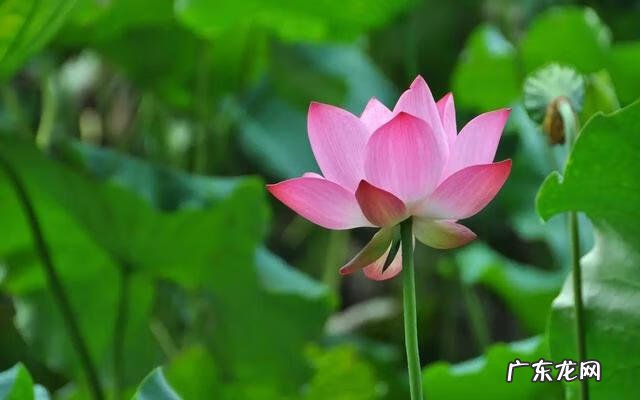 形容描写夏天的诗句 描写夏天的诗词有哪些