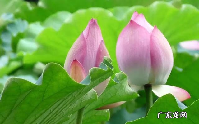 形容描写夏天的诗句 描写夏天的诗词有哪些