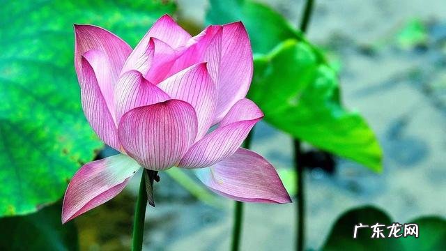 形容描写夏天的诗句 描写夏天的诗词有哪些