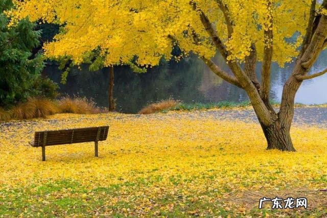 描写秋天的优美作文 关于秋天的作文怎么写