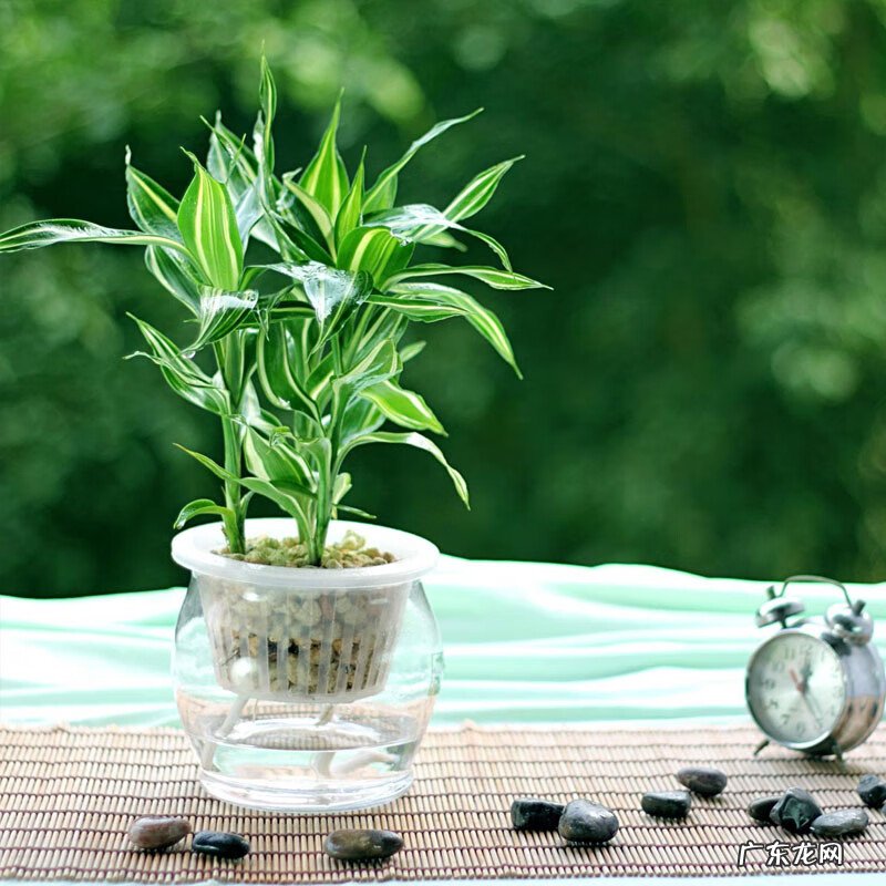怎样旺考试运 风水对考试运气有影响