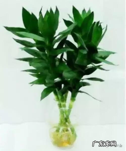 楼梯间放什么风水好 楼梯间适合放什么花