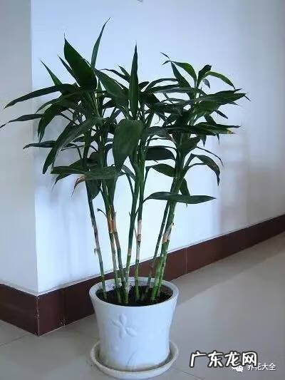 楼梯间放什么风水好 楼梯间适合放什么花