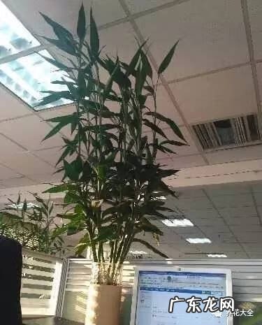 楼梯间放什么风水好 楼梯间适合放什么花