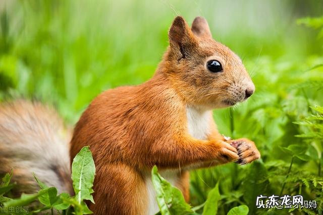 拍手歌大全100首 拍手歌儿歌 你拍一