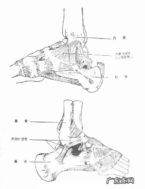 脚踝骨下面长出来一个骨头 脚踝骨有两个