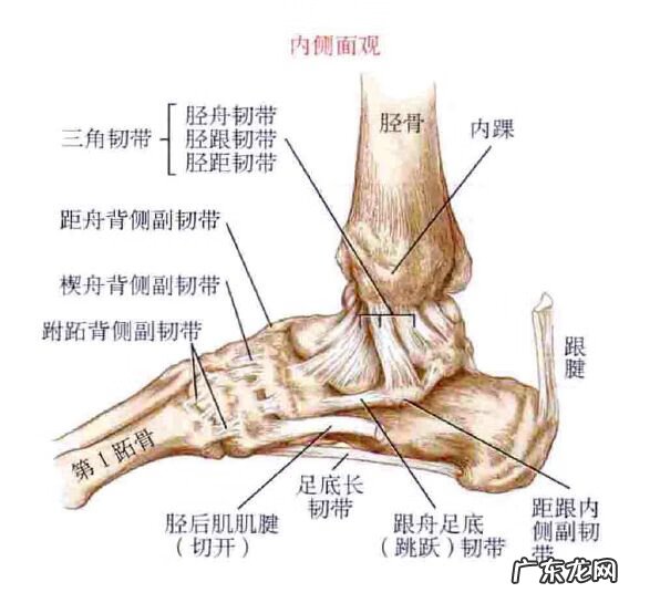 脚踝骨下面长出来一个骨头 脚踝骨有两个