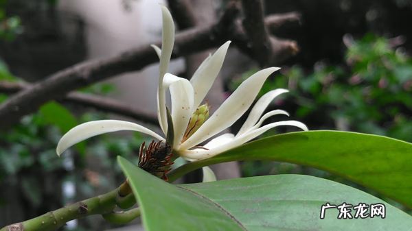 白花葱兰图片 白兰花的风水