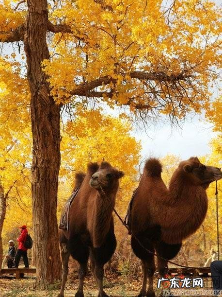 节育环图片大全片 型号 节育环的图片大全