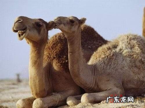 节育环图片大全片 型号 节育环的图片大全