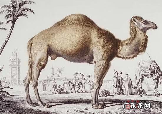 节育环图片大全片 型号 节育环的图片大全