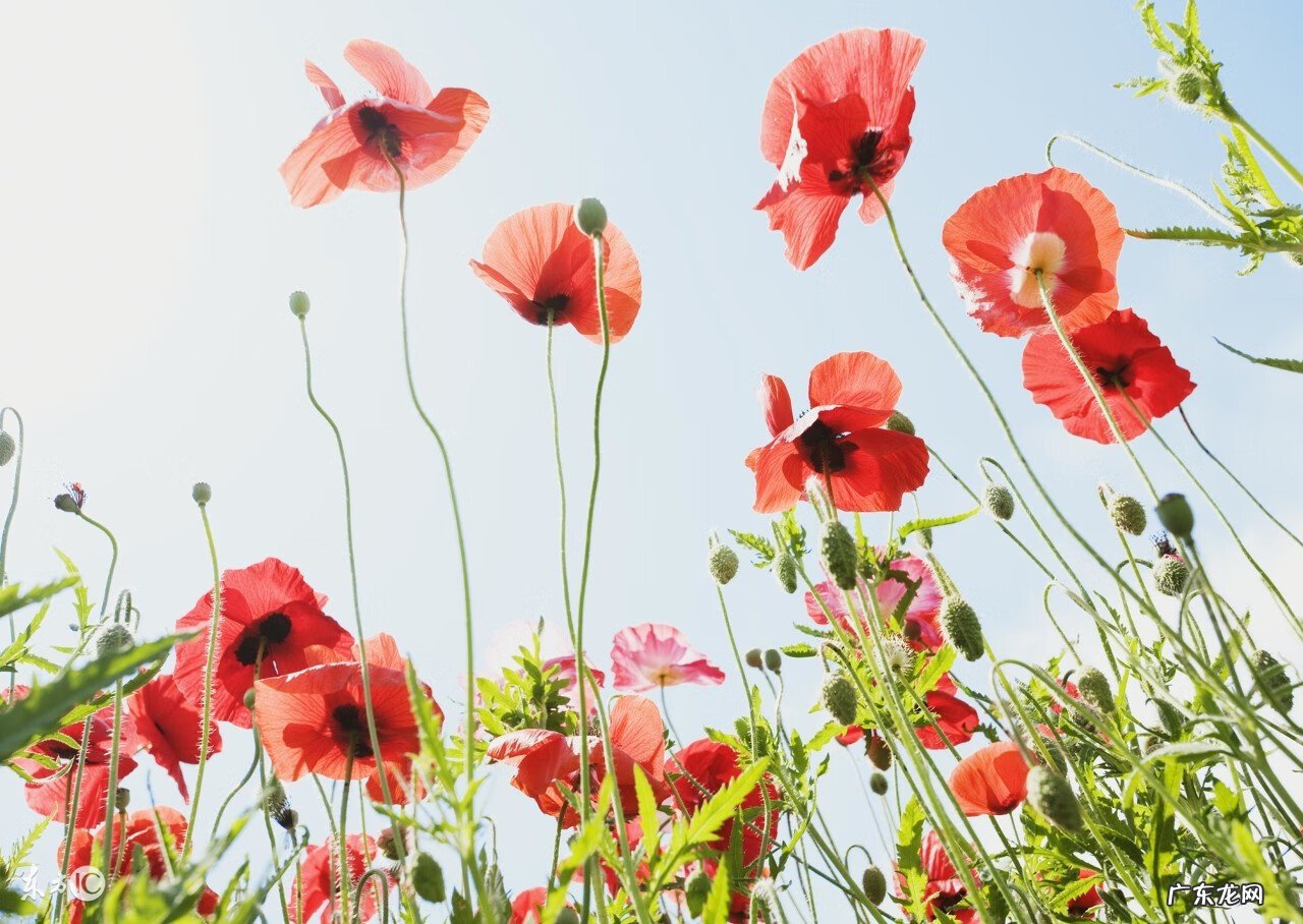 软叶针葵 针葵风水作用