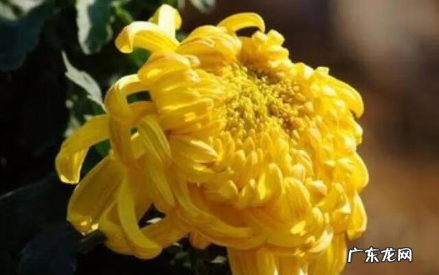 菊花作文50字 描写菊花的作文300字左右